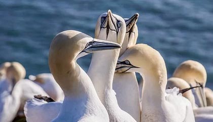 开云esport-莫德里奇宣布将为皇马再战一个赛季