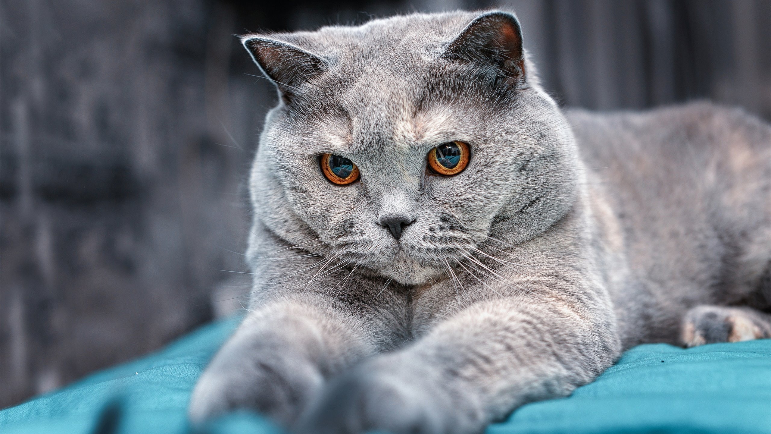 乔治状态火热，快船队冲击更高排名，快船队乔治什么时候复出